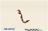 藏品(懸苔屬)的圖片